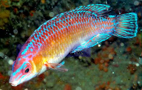 Centrolabrus exoletus_05